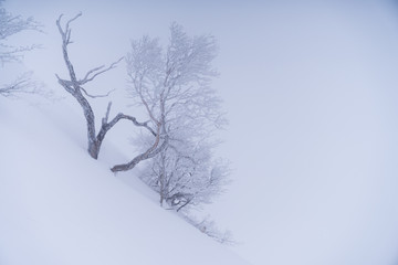 雪斜面の木