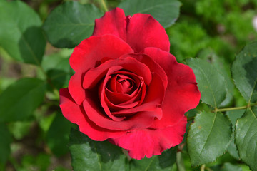 Роза красная садовая ремонтантная
