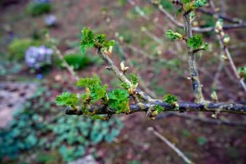 Black currant branches with buds and First leaves ready to open.