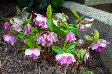 Purple violet Helleborus flowers blooming in early spring in the garden
