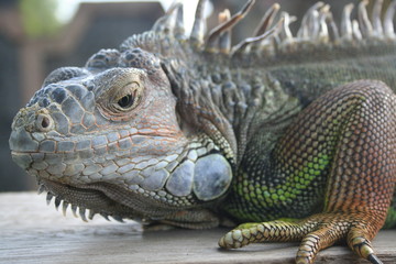 leguan bali