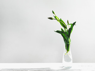 Sprouts of young tulips in a glass vase on a wooden table on a white background