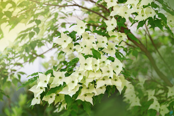 Gentle white dogwood flowers under the sunlight. Blossoming bush. Selective focus.