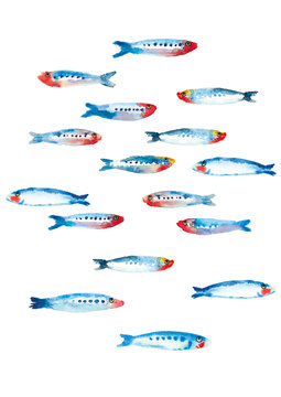 Sardines