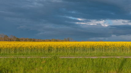 beautiful rapeseed field in summer in oland, sweden