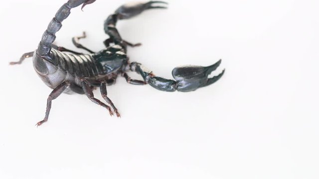 Scorpion on white background.