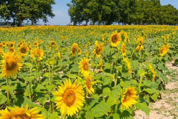 Obraz premium Field of sunflowers lines composition of nature