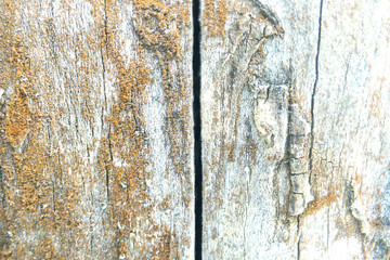 Obraz premium The texture of natural wood with the crack and lichen blurred background