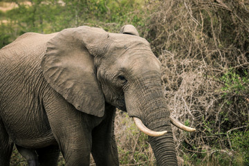 Big elephant eating trees in the Etosha National Park, Namibia