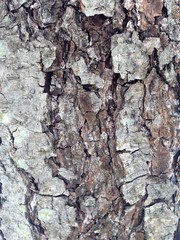 Just bark on a tree. Beautiful structural surface of the bark on different trees. The Scarecrow forest watching us.