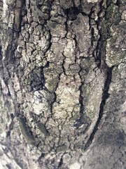 Just bark on a tree. Beautiful structural surface of the bark on different trees. The Scarecrow forest watching us.