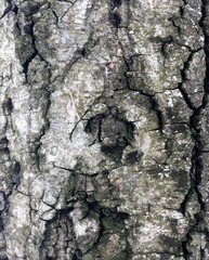 Just bark on a tree. Beautiful structural surface of the bark on different trees. The Scarecrow forest watching us.