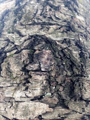 Just bark on a tree. Beautiful structural surface of the bark on different trees. The Scarecrow forest watching us.