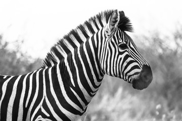 Profile of a Zebra, black and white