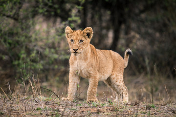 Fototapeta na wymiar Little lion, Kruger national Park
