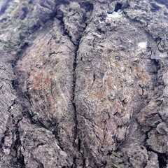 Just bark on a tree. Beautiful structural surface of the bark on different trees. The Scarecrow forest watching us.