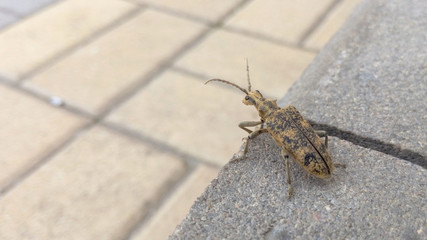 Beetle bolsheie mustache