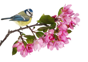 Obraz premium eurasian blue tit on apple tree branch with pink flowers