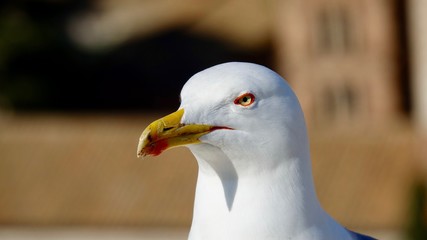 Möwe Nahaufnahme, Portrait einer Seemöwe