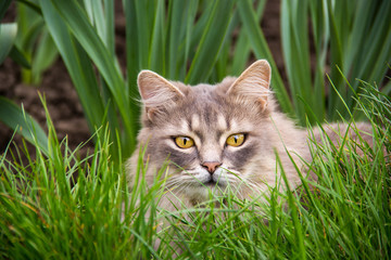 Gray fluffy cat is sitting in the green grass. Domestic cat is sitting in the garden. Domestic cat hid in the grass.