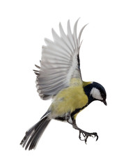 isolated on white great tit in flight