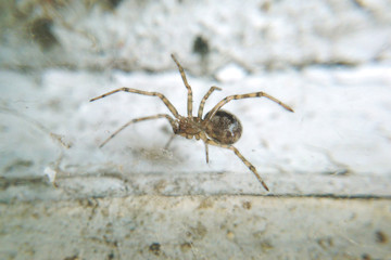 Spider natural macro photo insect poisonous