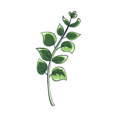 Vector color illustration of leaves. Green and white drawing of a plant. Isolated object of floral theme