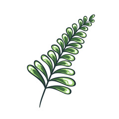 Obraz premium Vector color illustration of leaves. Green and white drawing of a plant. Isolated object of floral theme