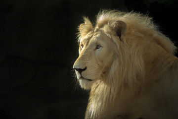 The face of the White Lion male on a black background.