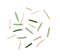 Rosemary isolated on white background