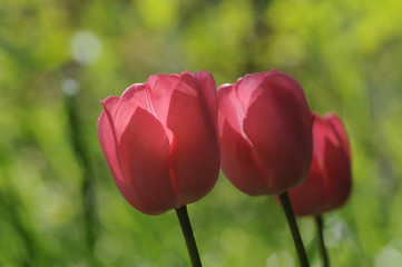 Rote Tulpen-Blüten im Garten mit schönem Bokeh