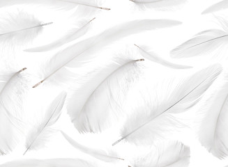 seamless background from pure isolated feathers