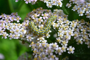 Гусеница с желтыми пятнами на цветке тысячелистника розового © tigrakoshka