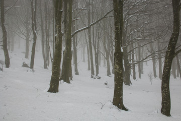 View of beech forest with snow in the italian park