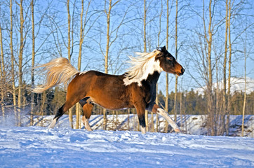 Fototapeta na wymiar Pinto Arabian Horse running in snow on cold sunny winter day.