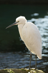 Great Egret Casmerodius Albus