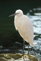 A Great Egret, Ardea alba, Egretta alba, Casmerodius albus, Walking bird
