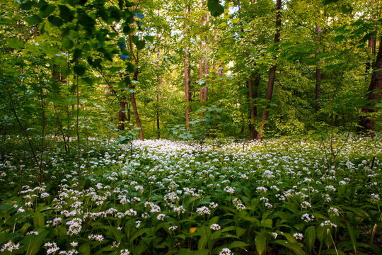 Fototapeta green forest background in sunny day with flowers