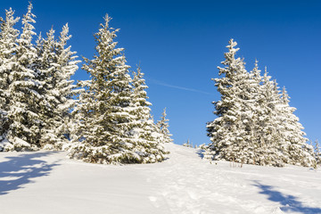 Spruces covered with snow and a path trodden between them by wandering tourists.