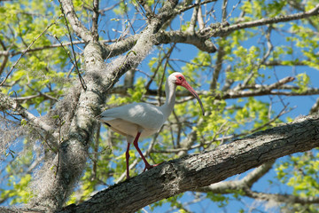 Brazos Bend State Park, Texas