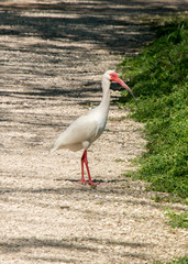 Brazos Bend State Park, Texas