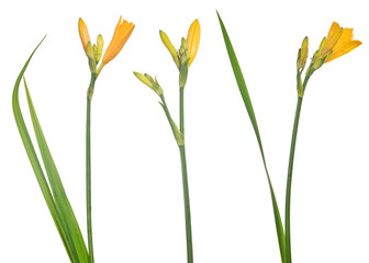 three yellow isolated small lily flowers with buds