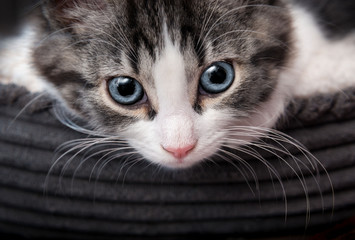 Cute gray striped kitten with blue eyes