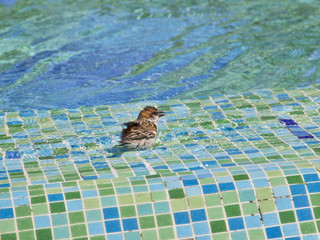 badender Vogel am Pool