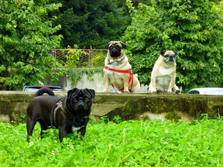 Blacky, Spider e Cleo in posa