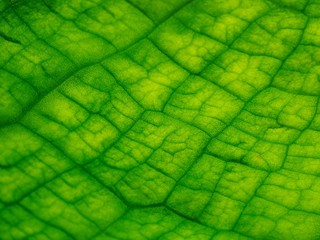 Gunnera Plant Leaf