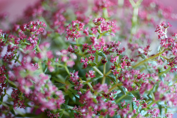 Closeup of room plant succulent crassula multicava or money plant with violet purple flowers as beautiful horizontal blur background.