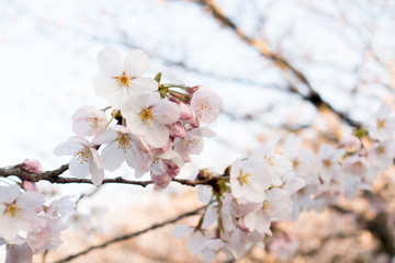 Cherry blossom, or known as sakura blooming during spring at Japan.