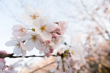 Cherry blossom, or known as sakura blooming during spring at Japan.