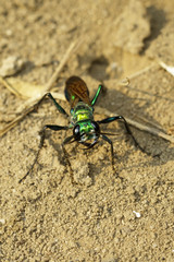 Image of Jewel Wasp or Emerald cockroach wasp (Ampulex compressa) on the ground. Insect. Animal.